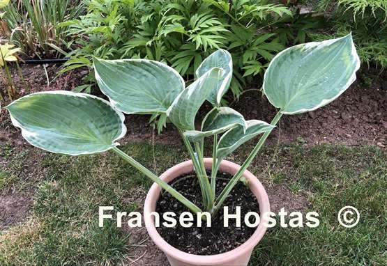 Hosta And You and I